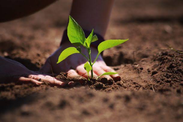 In-Situ Soil Remediation